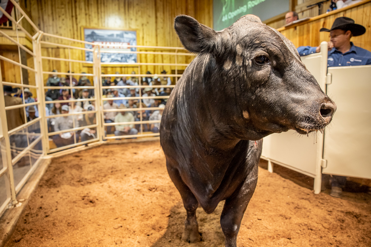 44Farms_Cameron_BullSale_Feb2021-517374