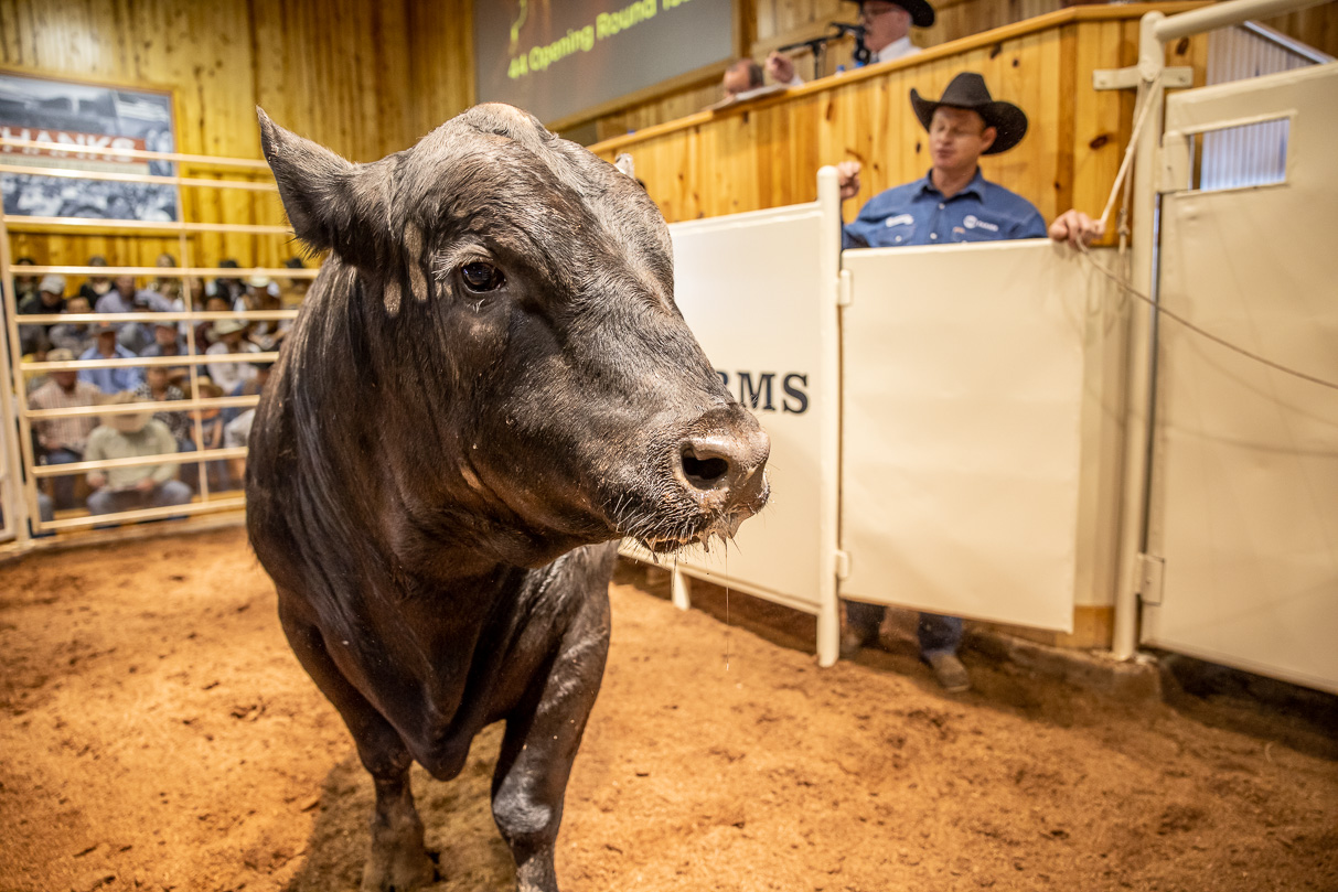 44Farms_Cameron_BullSale_Feb2021-517377