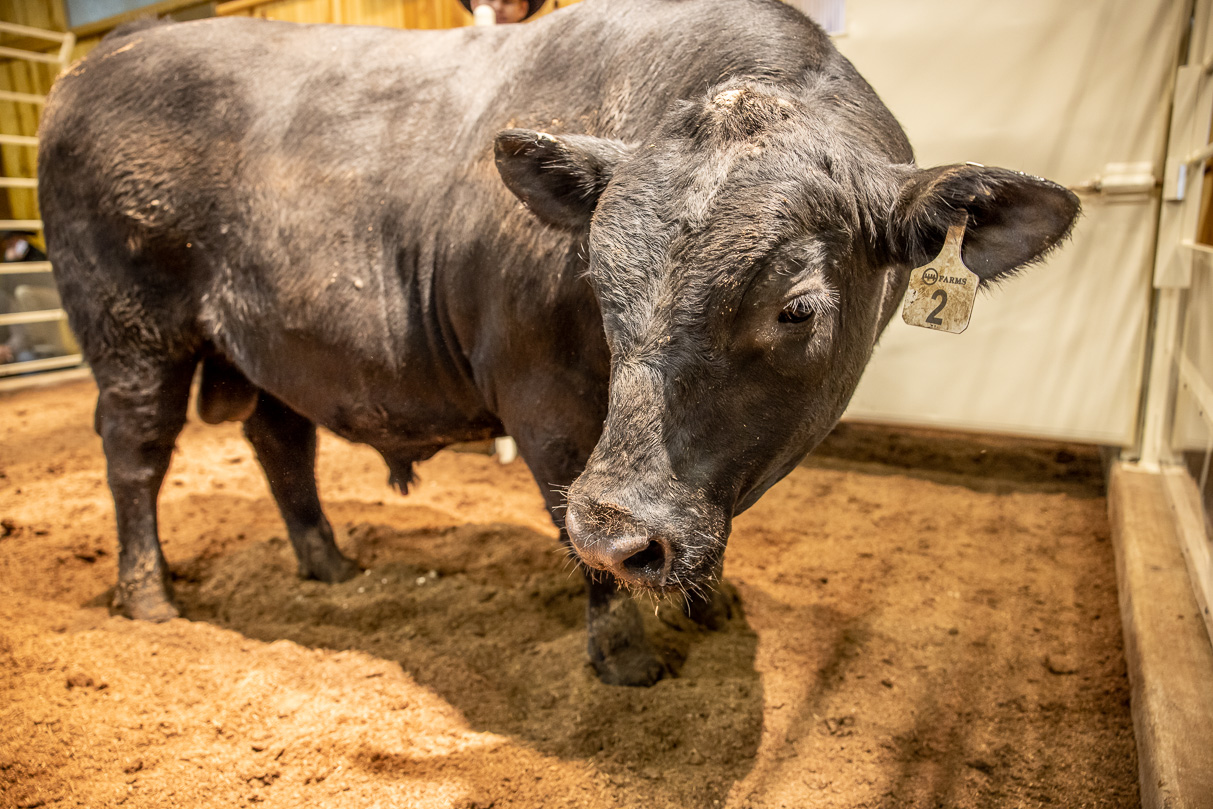 44Farms_Cameron_BullSale_Feb2021-517393