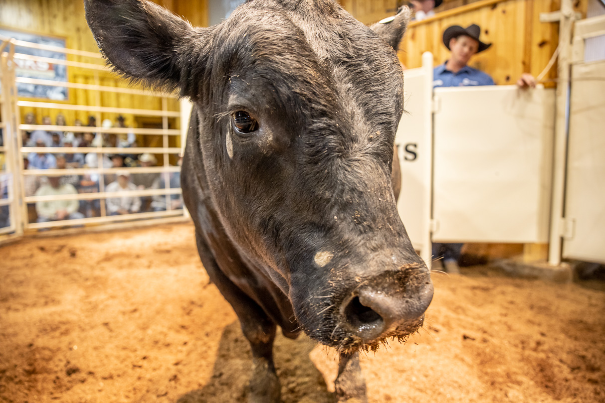 44Farms_Cameron_BullSale_Feb2021-517407