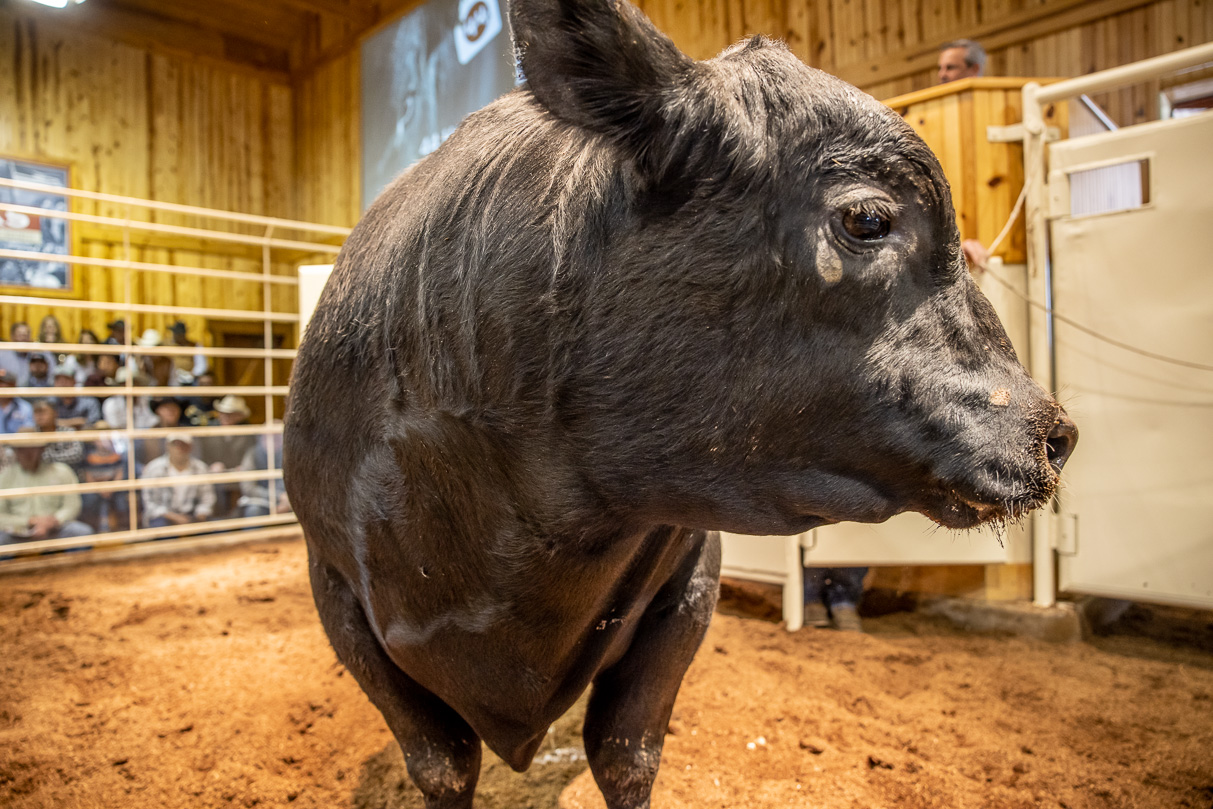 44Farms_Cameron_BullSale_Feb2021-517410