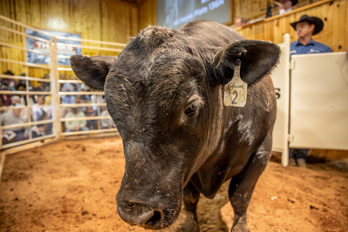 44Farms_Cameron_BullSale_Feb2021-517412