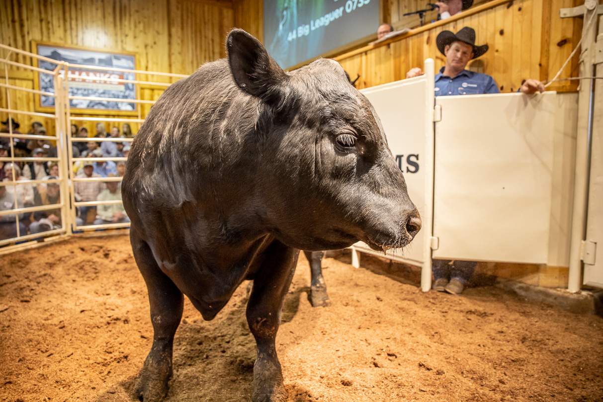44Farms_Cameron_BullSale_Feb2021-517432
