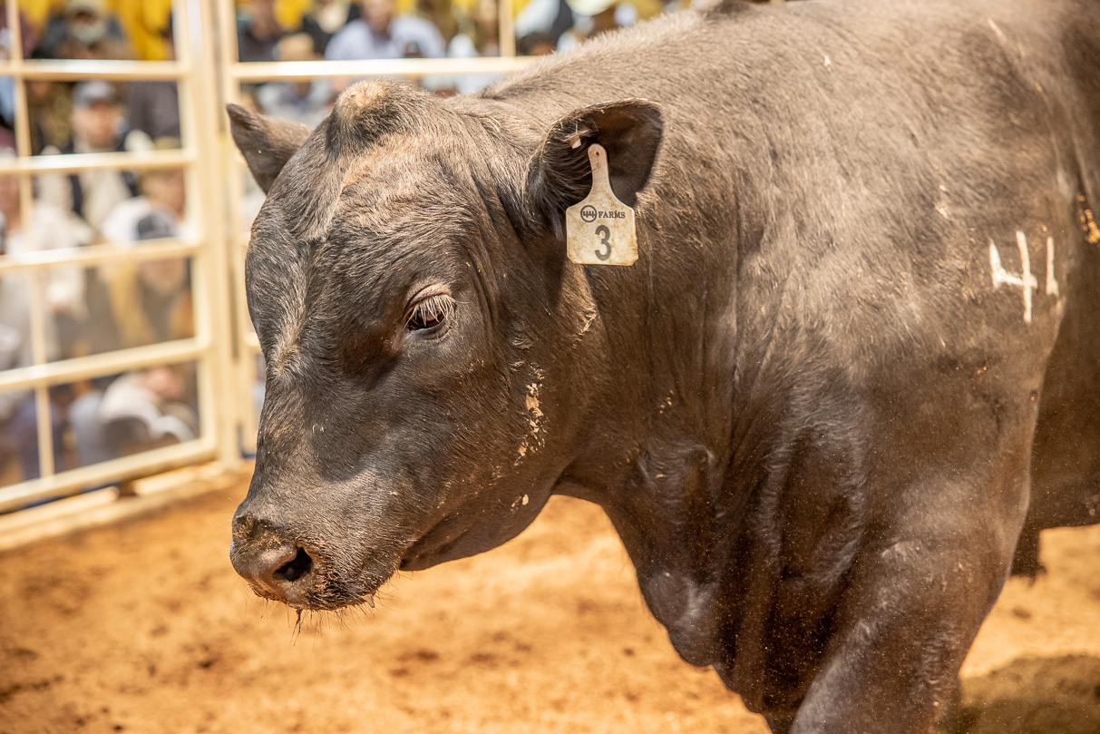 44Farms_Cameron_BullSale_Feb2021-517434