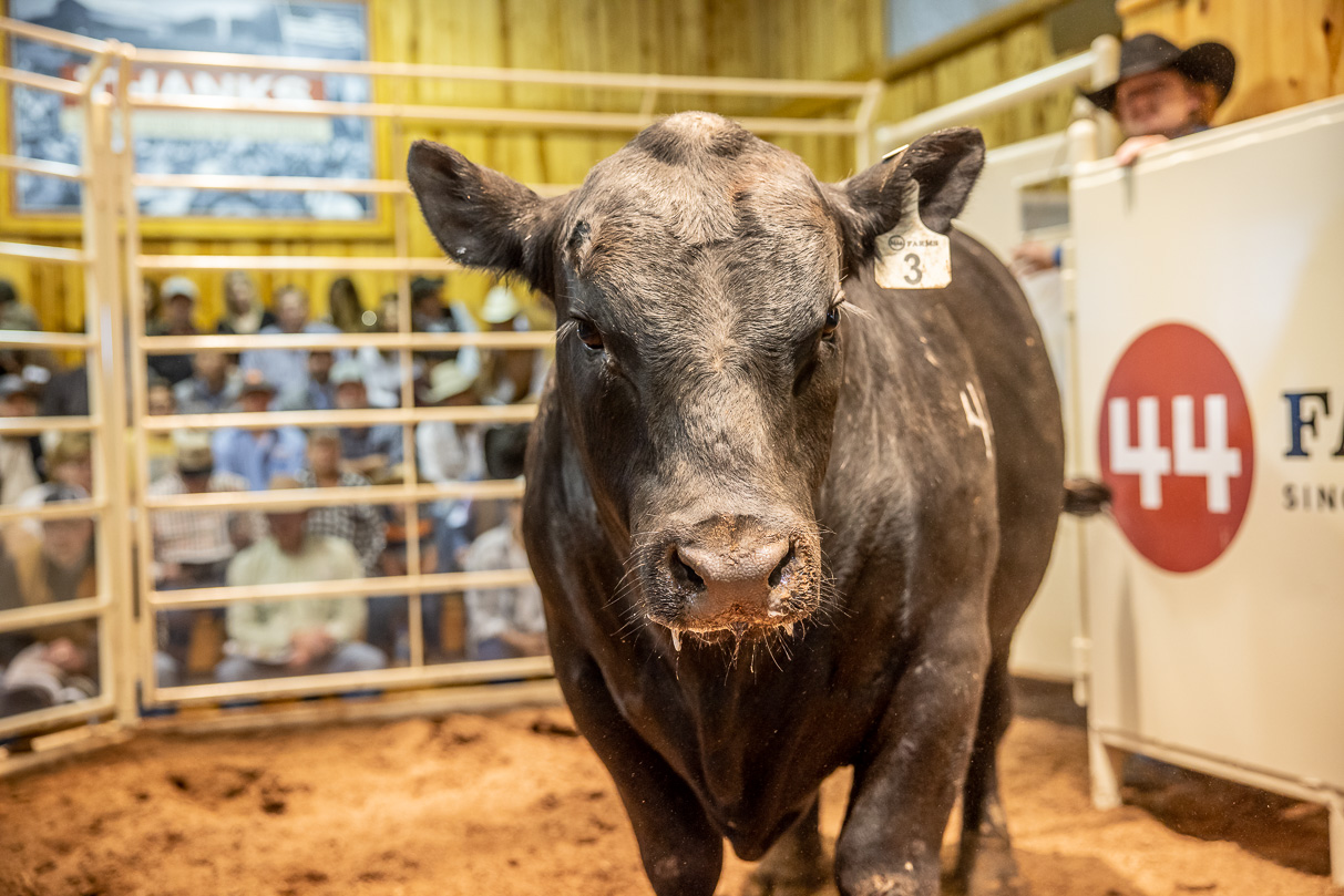 44Farms_Cameron_BullSale_Feb2021-517438