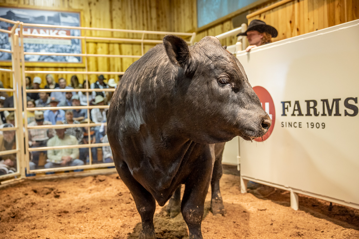 44Farms_Cameron_BullSale_Feb2021-517442