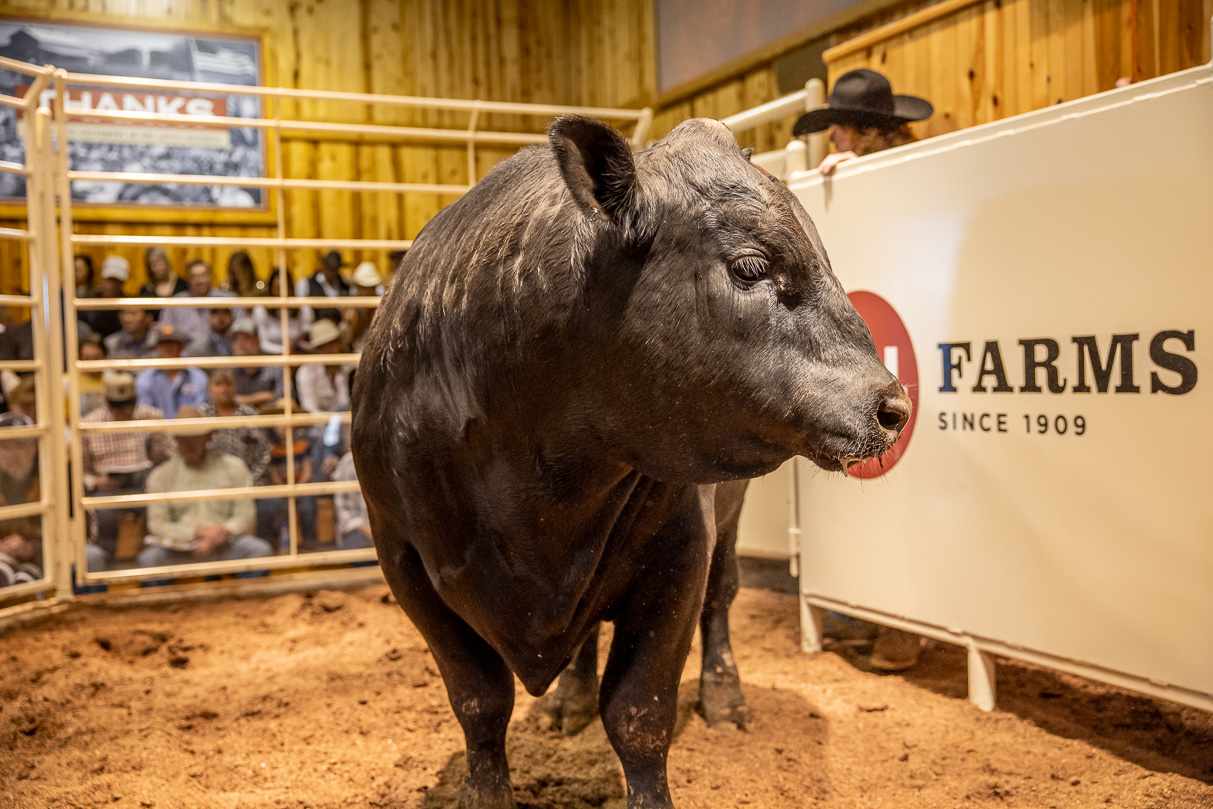 44Farms_Cameron_BullSale_Feb2021-517443