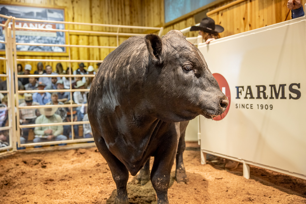 44Farms_Cameron_BullSale_Feb2021-517445