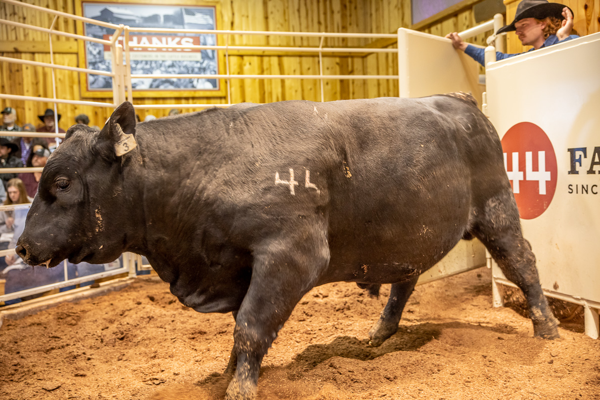 44Farms_Cameron_BullSale_Feb2021-517447