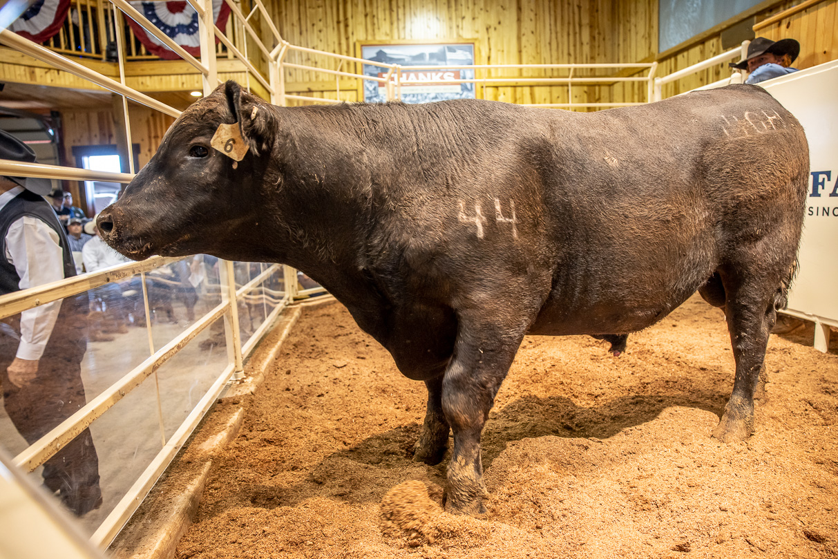 44Farms_Cameron_BullSale_Feb2021-517460