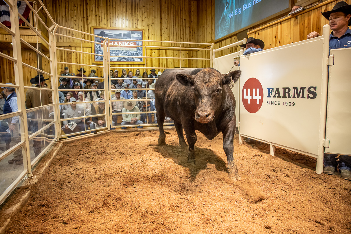 44Farms_Cameron_BullSale_Feb2021-517462
