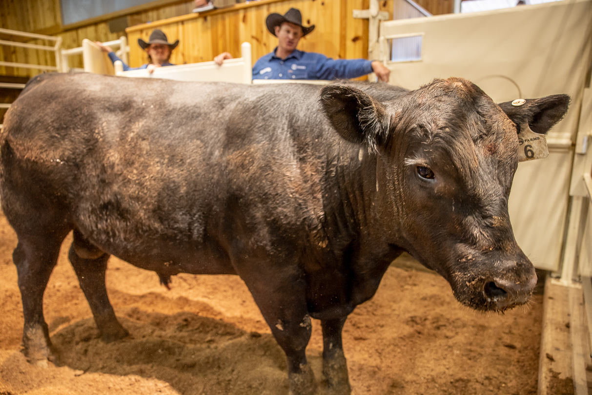 44Farms_Cameron_BullSale_Feb2021-517466