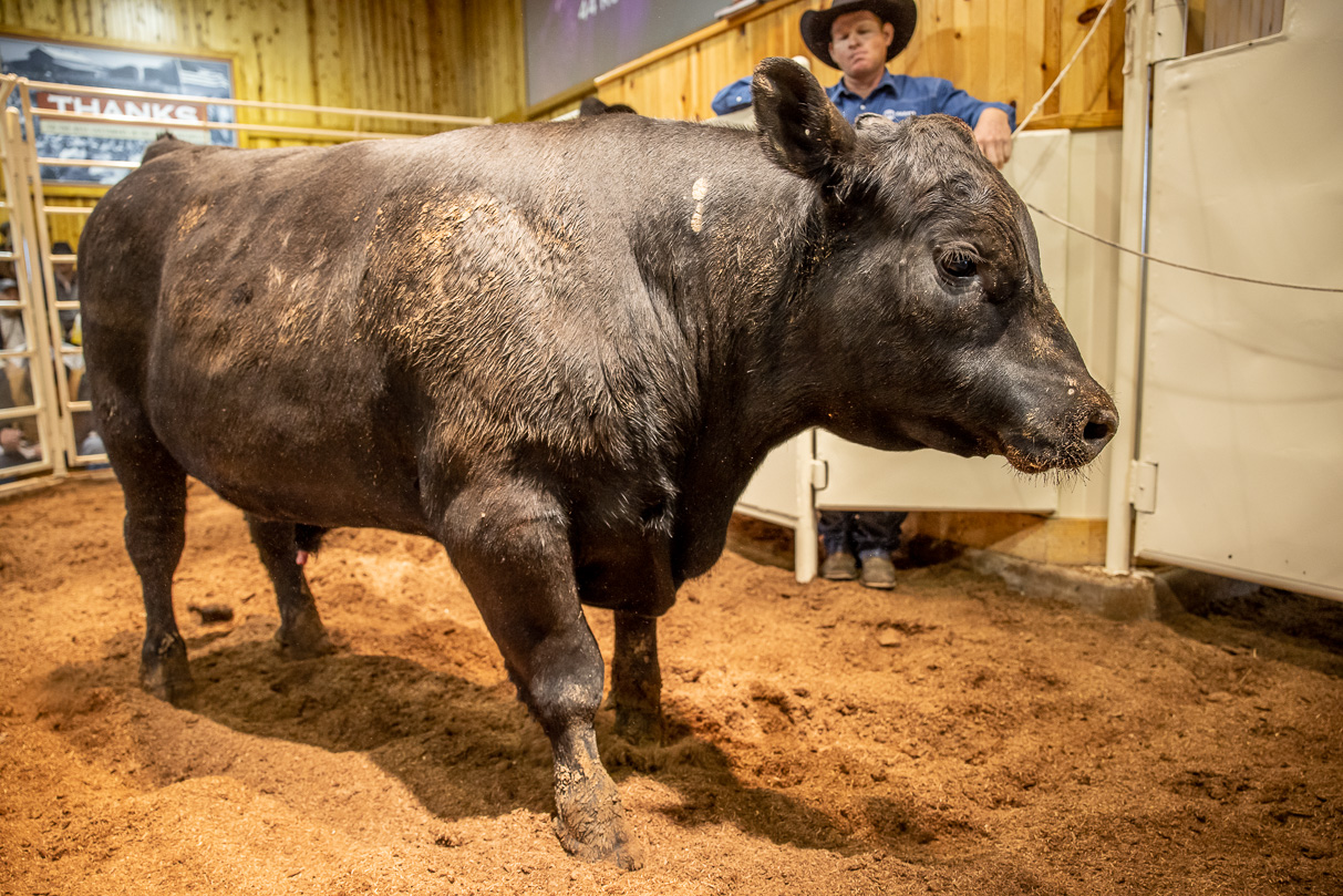 44Farms_Cameron_BullSale_Feb2021-517474