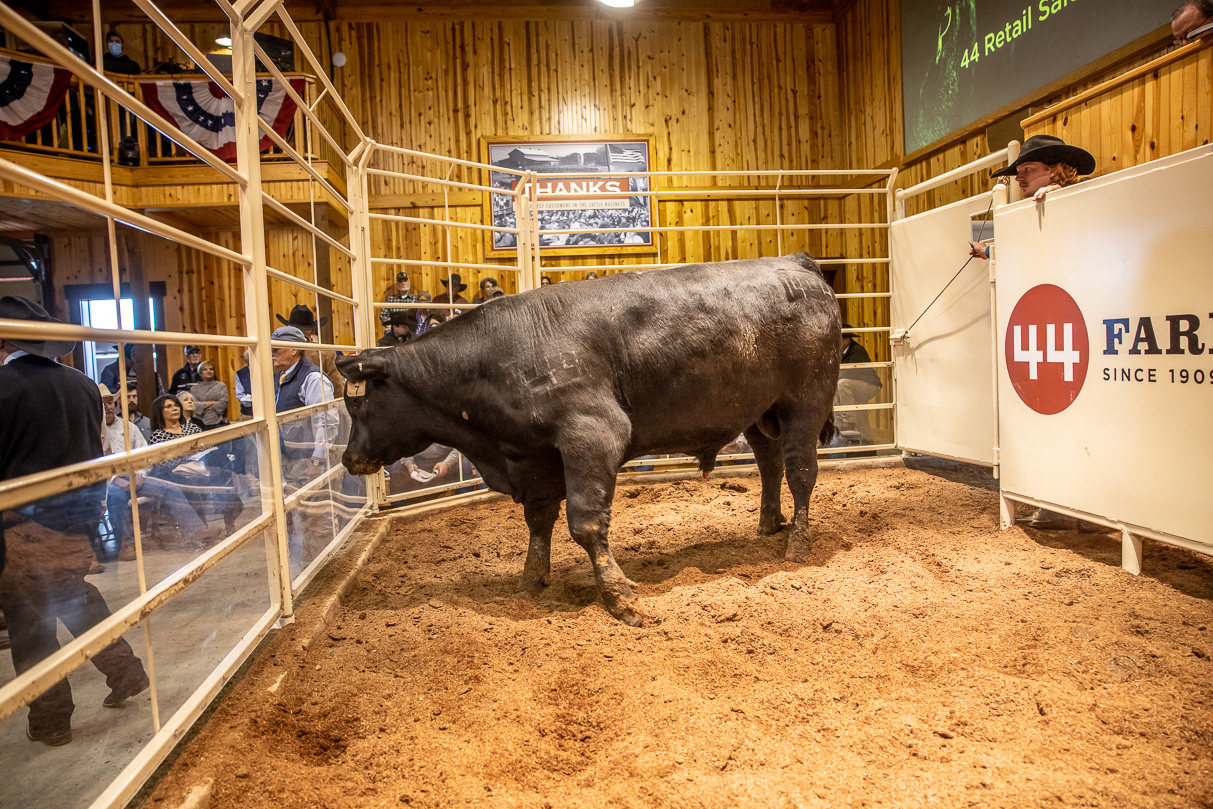 44Farms_Cameron_BullSale_Feb2021-517482