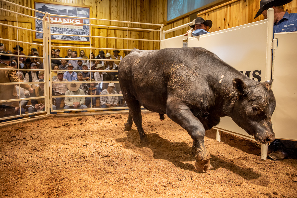 44Farms_Cameron_BullSale_Feb2021-517484