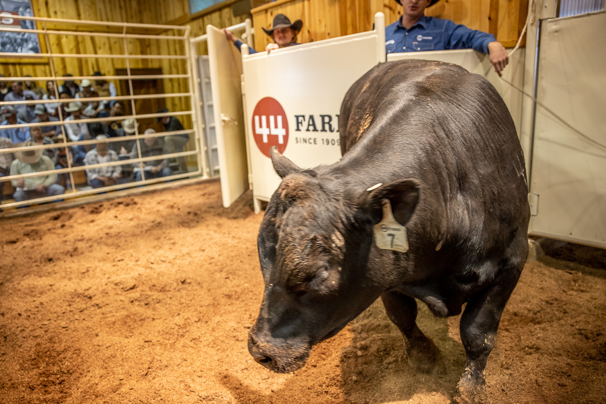 44Farms_Cameron_BullSale_Feb2021-517486