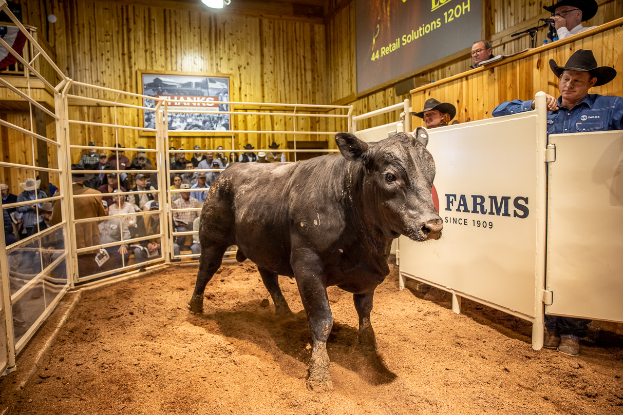 44Farms_Cameron_BullSale_Feb2021-517495