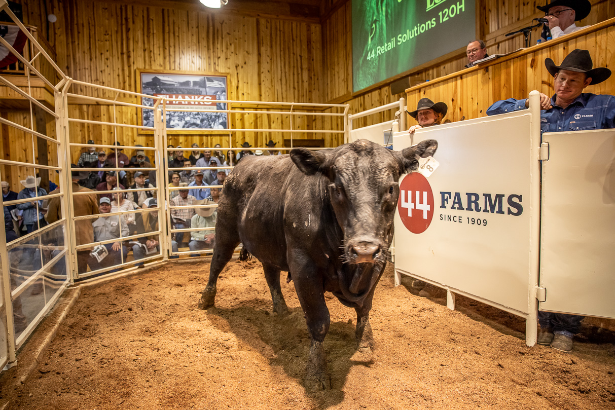 44Farms_Cameron_BullSale_Feb2021-517496