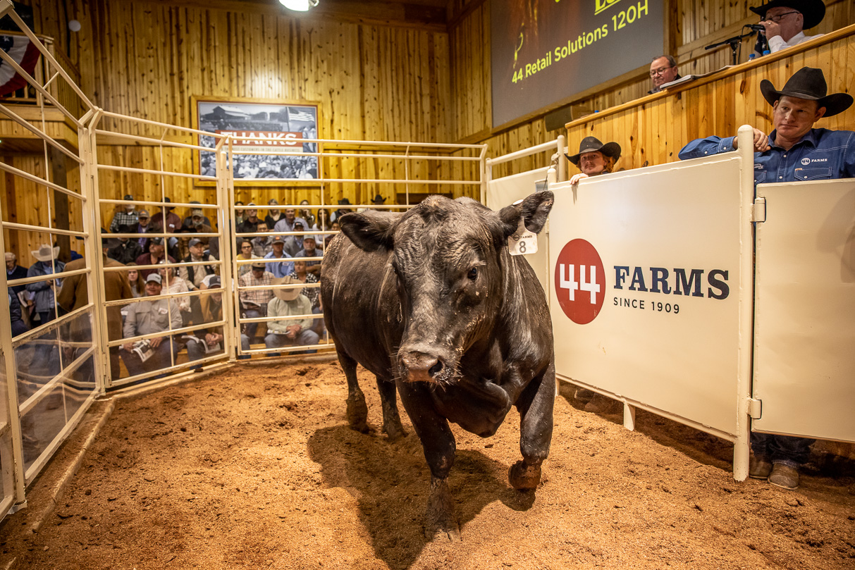 44Farms_Cameron_BullSale_Feb2021-517497