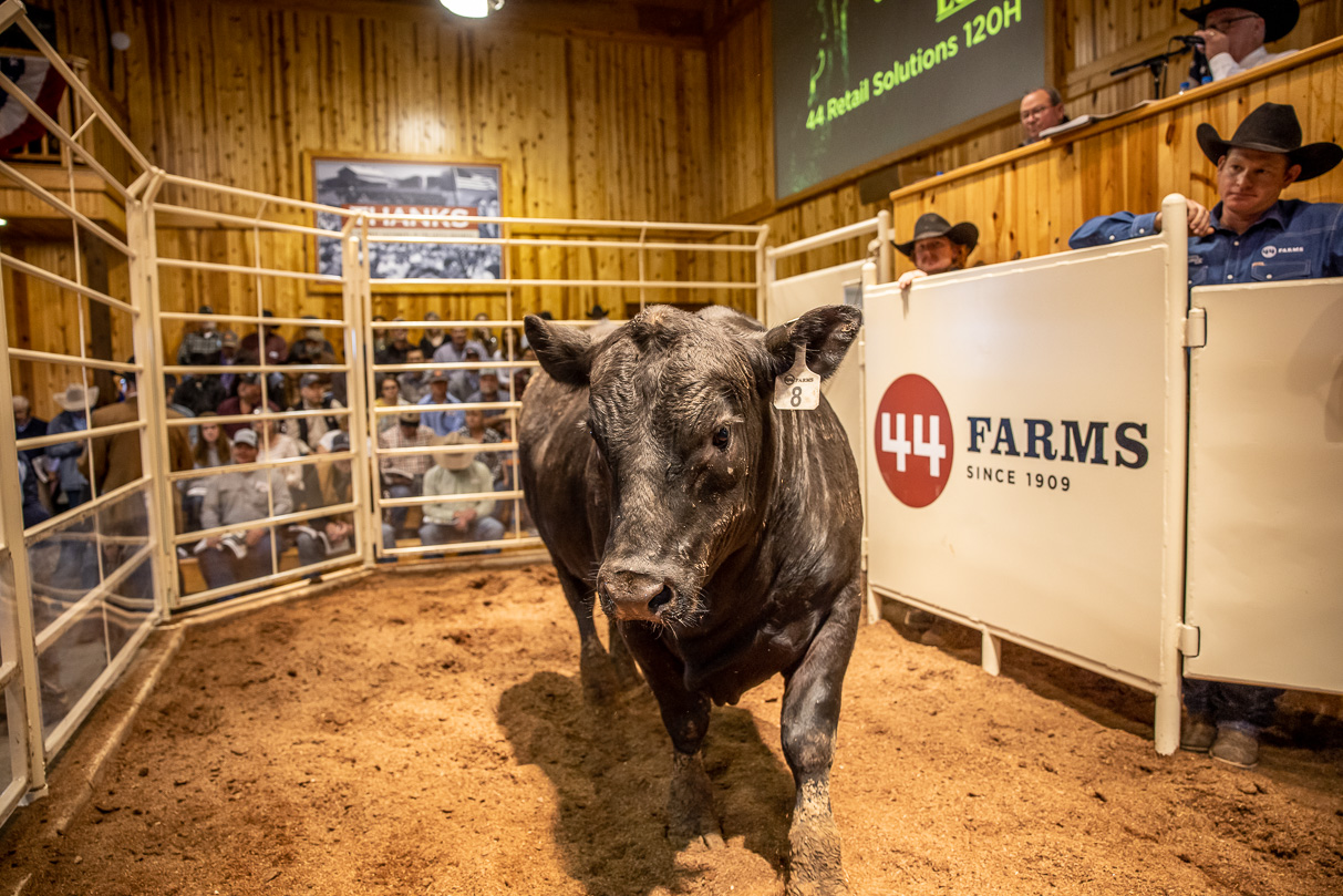 44Farms_Cameron_BullSale_Feb2021-517498