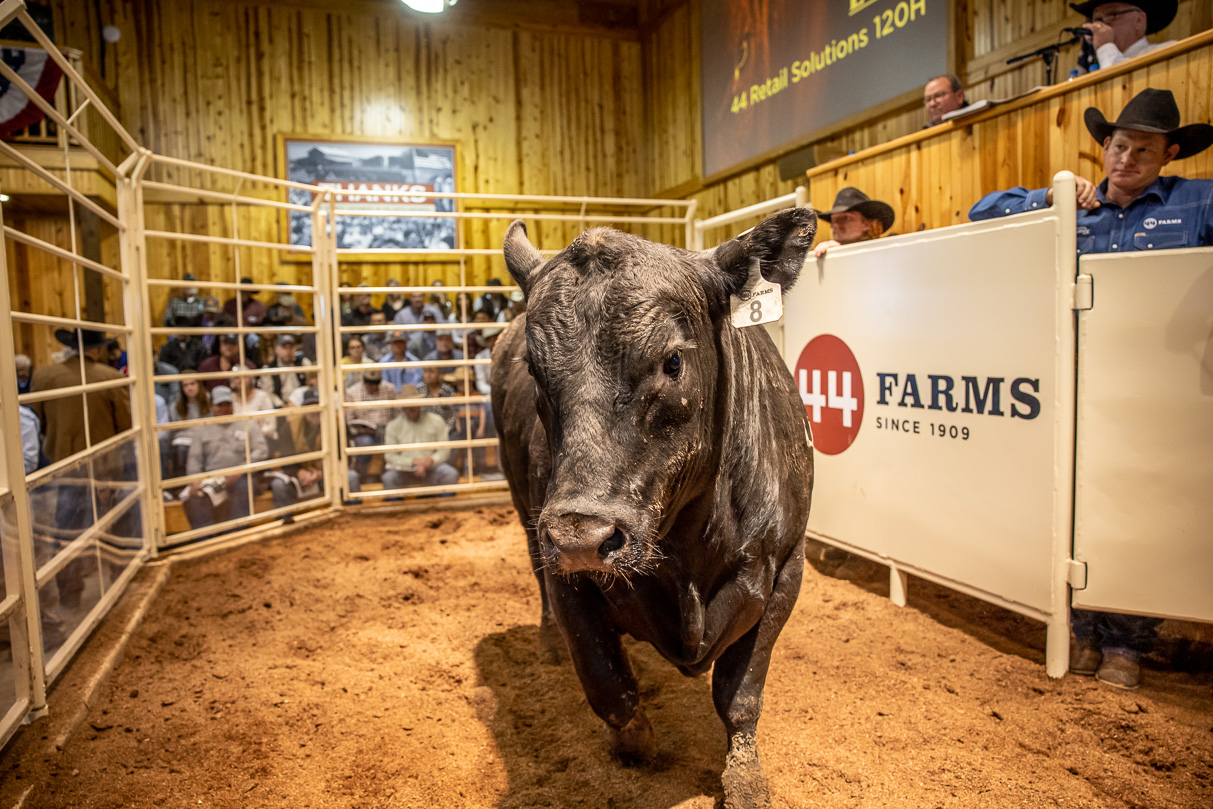 44Farms_Cameron_BullSale_Feb2021-517500