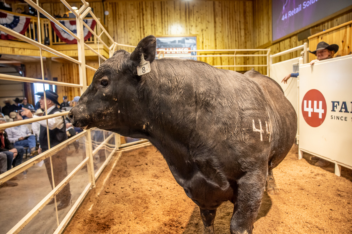 44Farms_Cameron_BullSale_Feb2021-517503