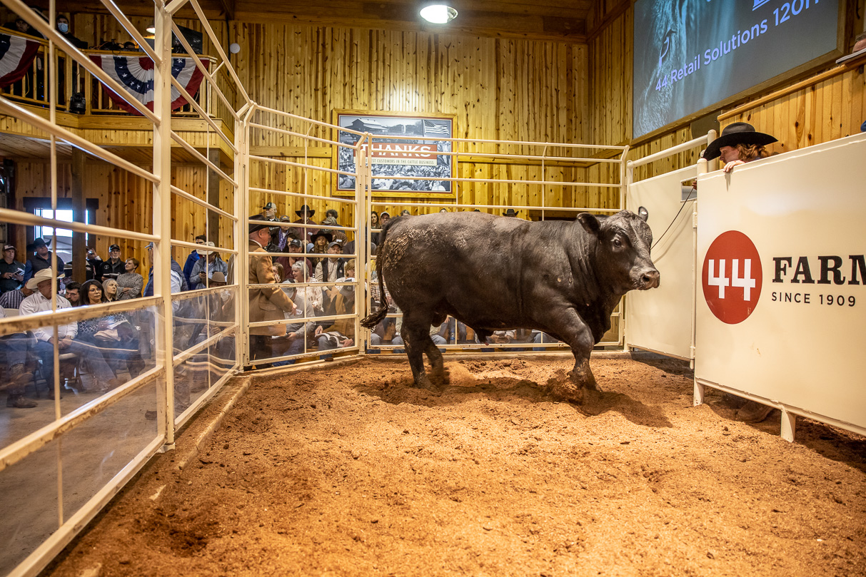 44Farms_Cameron_BullSale_Feb2021-517517