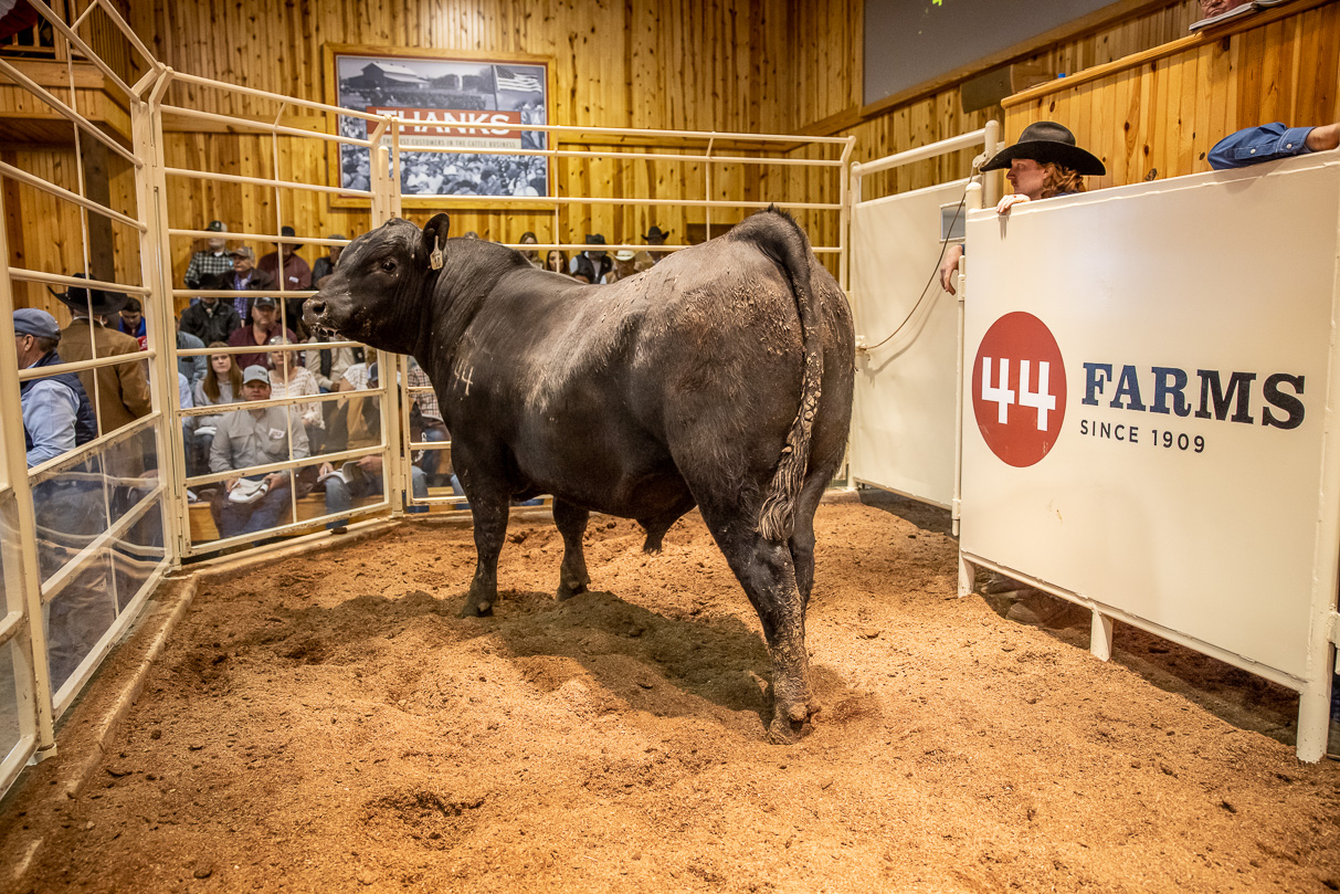 44Farms_Cameron_BullSale_Feb2021-517530