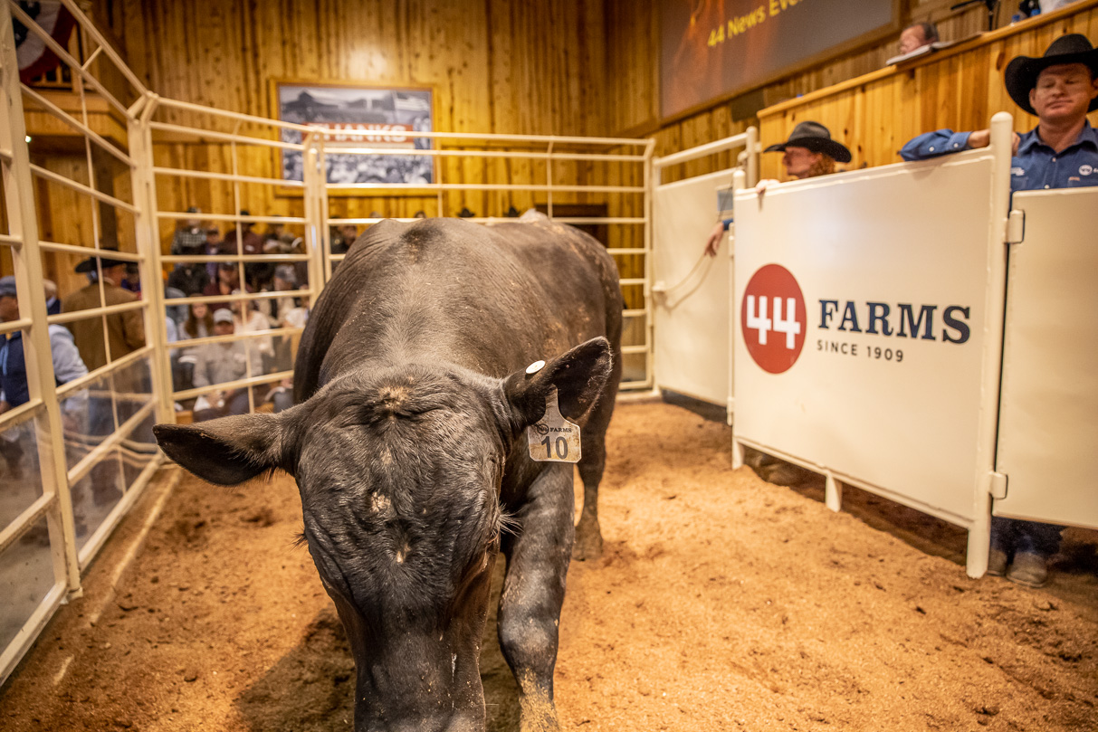 44Farms_Cameron_BullSale_Feb2021-517537