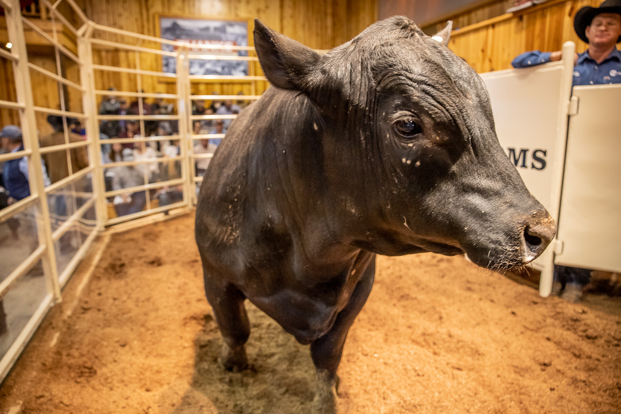 44Farms_Cameron_BullSale_Feb2021-517538