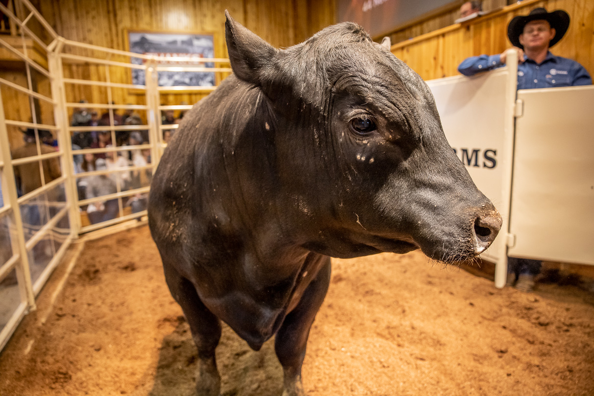 44Farms_Cameron_BullSale_Feb2021-517540