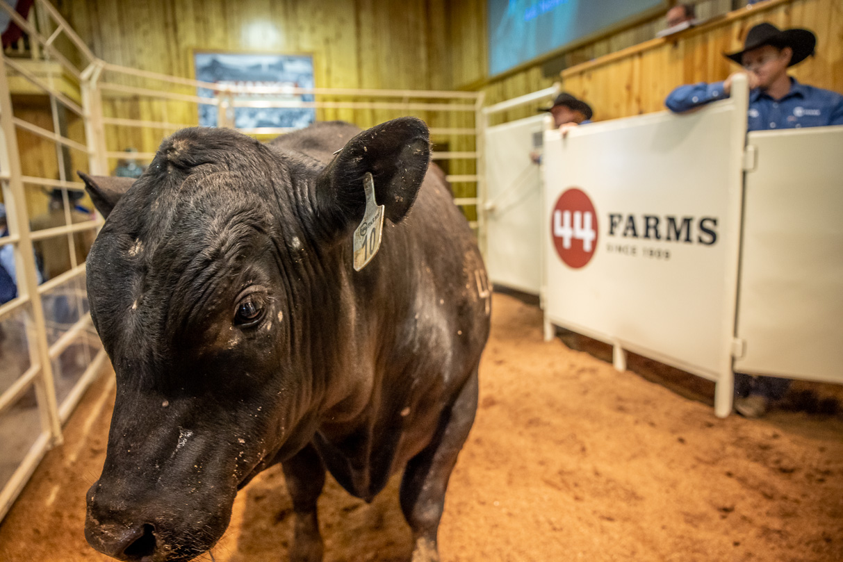 44Farms_Cameron_BullSale_Feb2021-517543