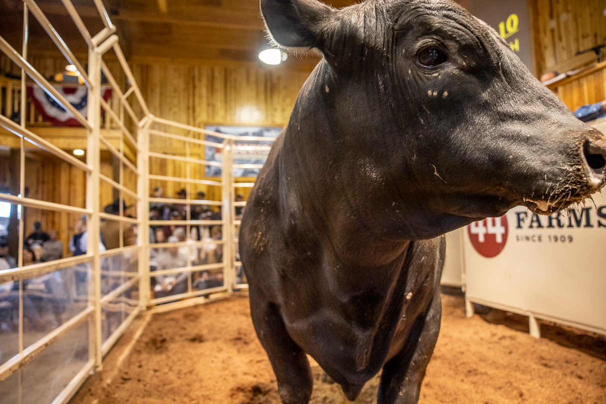 44Farms_Cameron_BullSale_Feb2021-517547