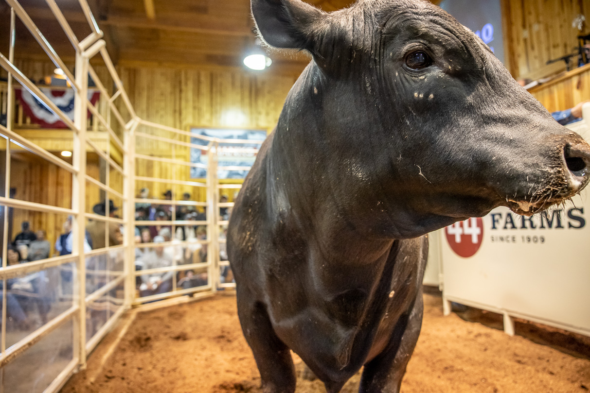 44Farms_Cameron_BullSale_Feb2021-517548