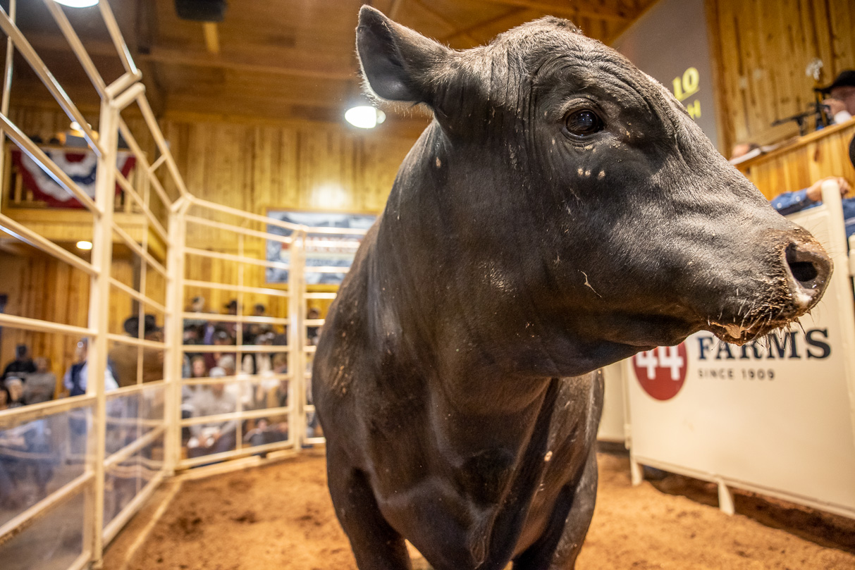 44Farms_Cameron_BullSale_Feb2021-517549