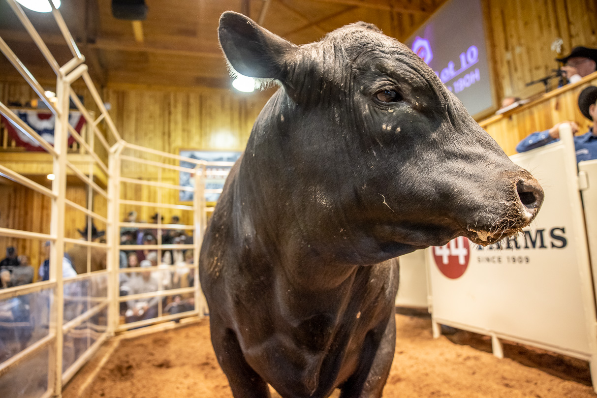 44Farms_Cameron_BullSale_Feb2021-517550