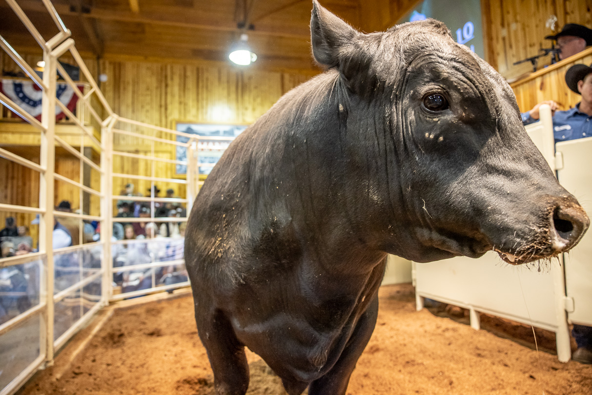 44Farms_Cameron_BullSale_Feb2021-517552