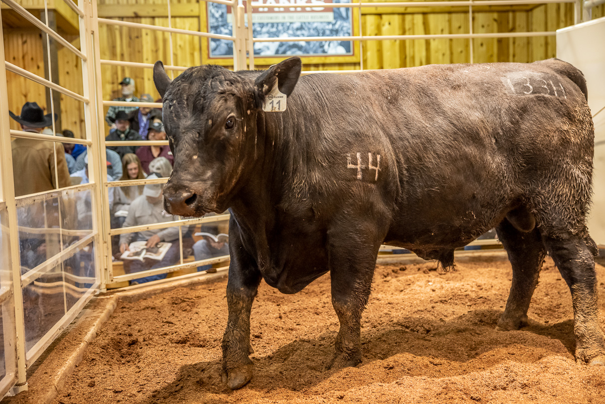 44Farms_Cameron_BullSale_Feb2021-517558