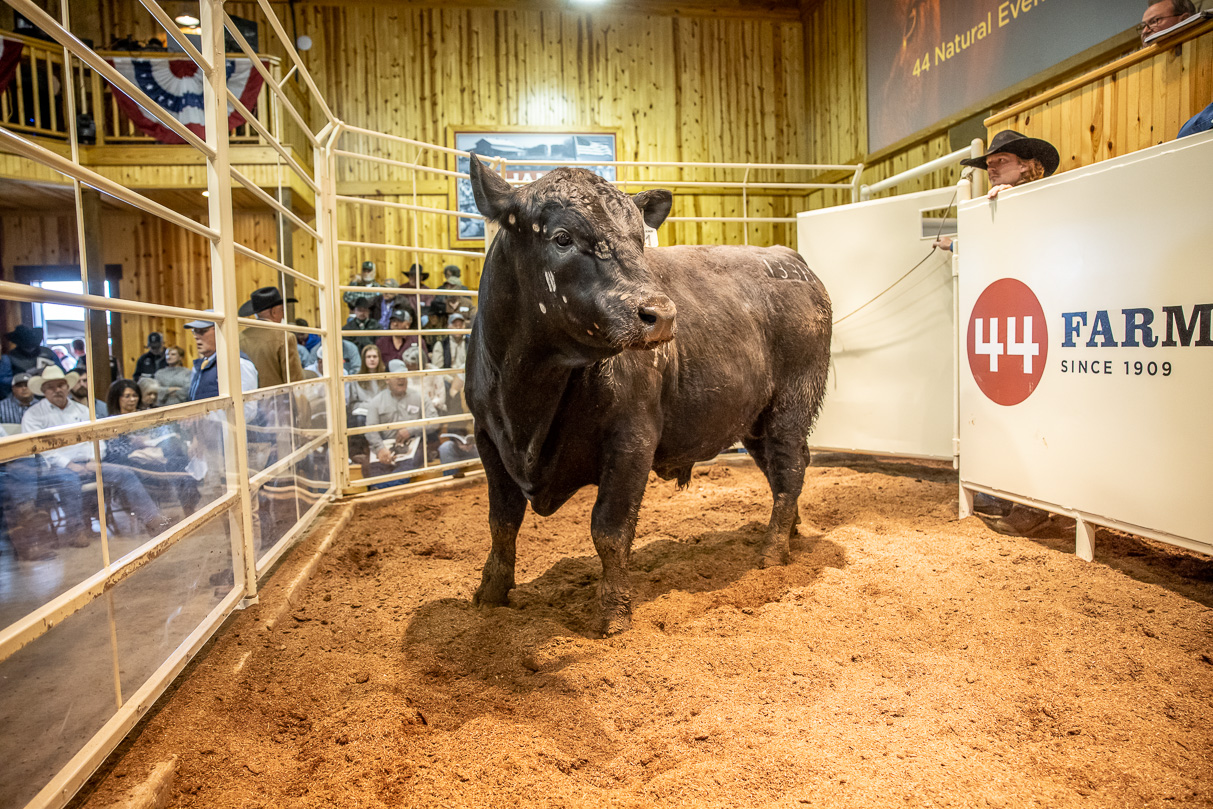 44Farms_Cameron_BullSale_Feb2021-517560