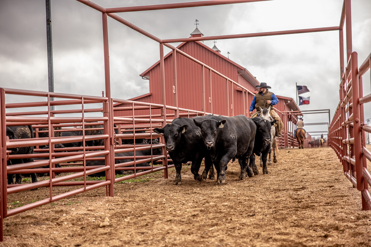 44Farms_Cameron_BullSale_Feb2021-517579