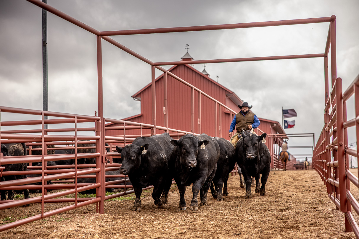 44Farms_Cameron_BullSale_Feb2021-517580