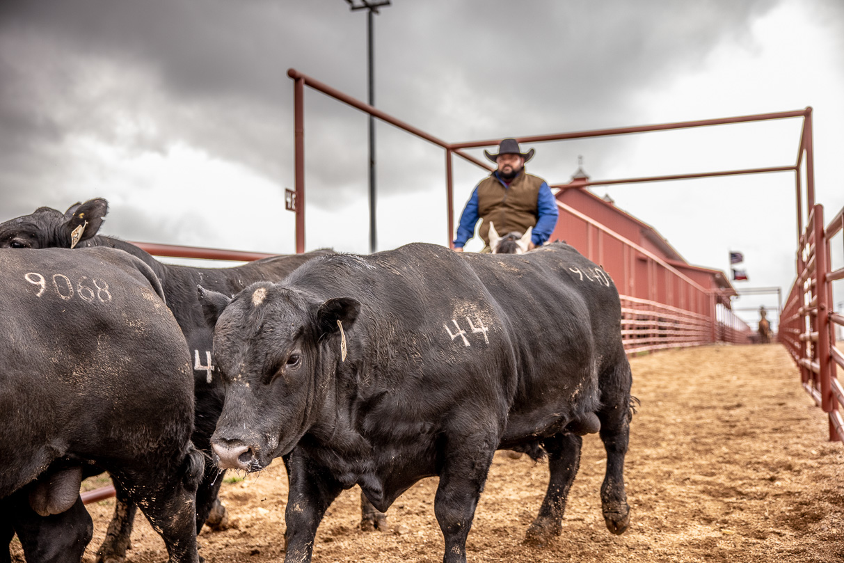 44Farms_Cameron_BullSale_Feb2021-517587
