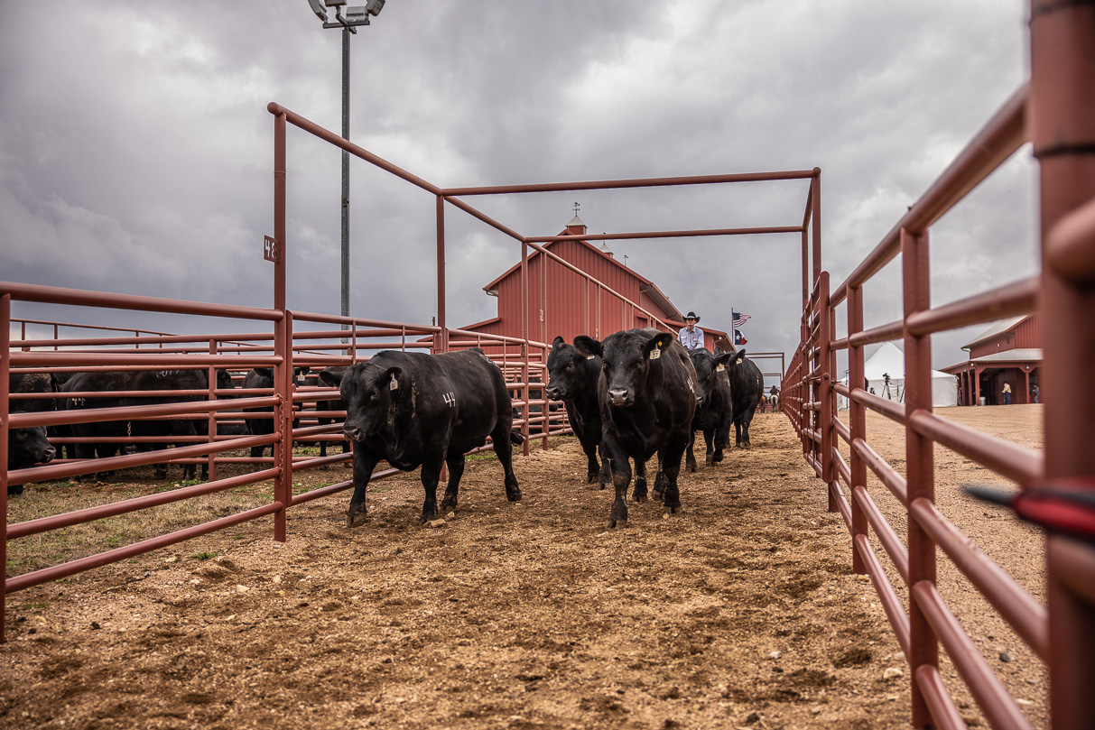 44Farms_Cameron_BullSale_Feb2021-517591