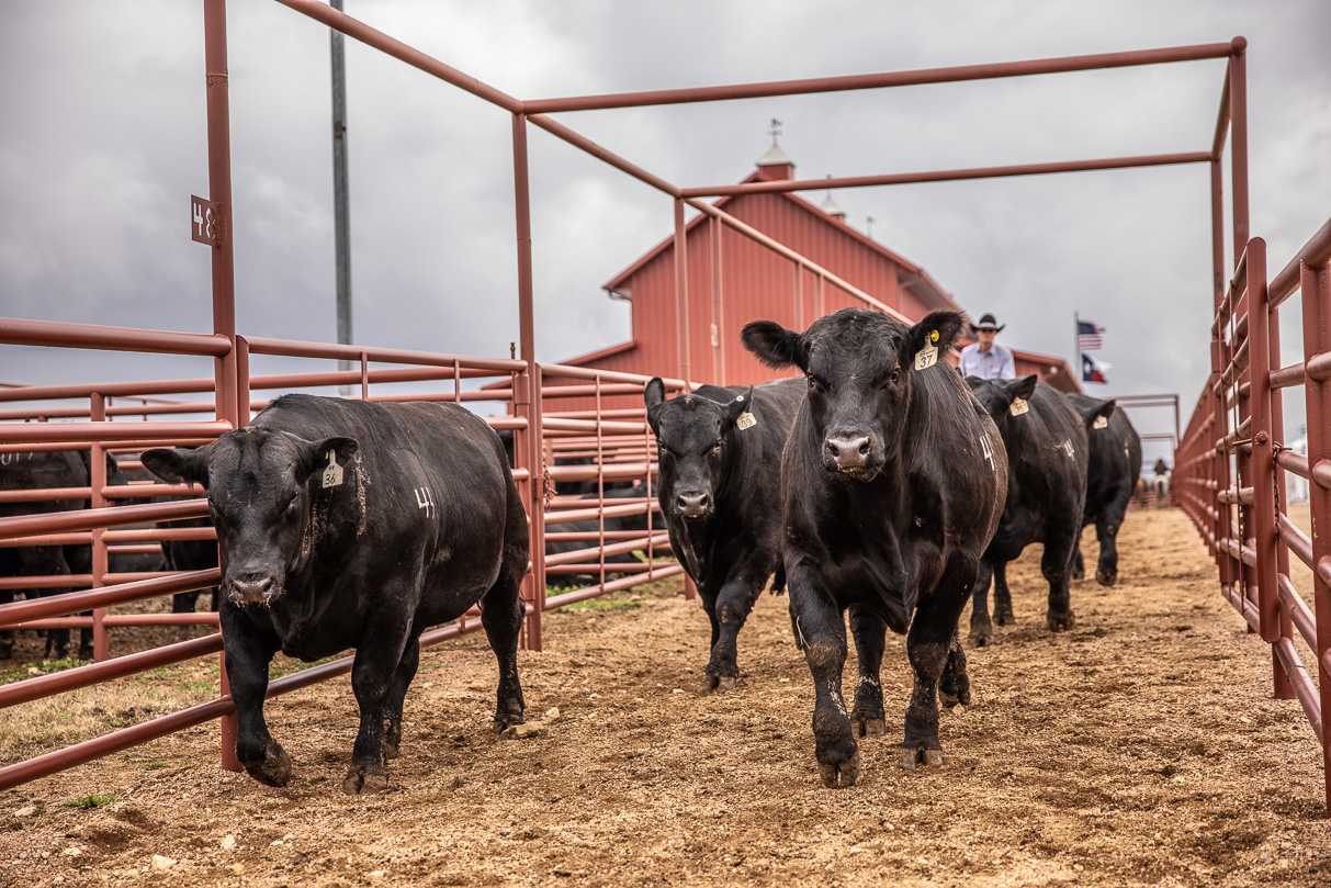 44Farms_Cameron_BullSale_Feb2021-517592