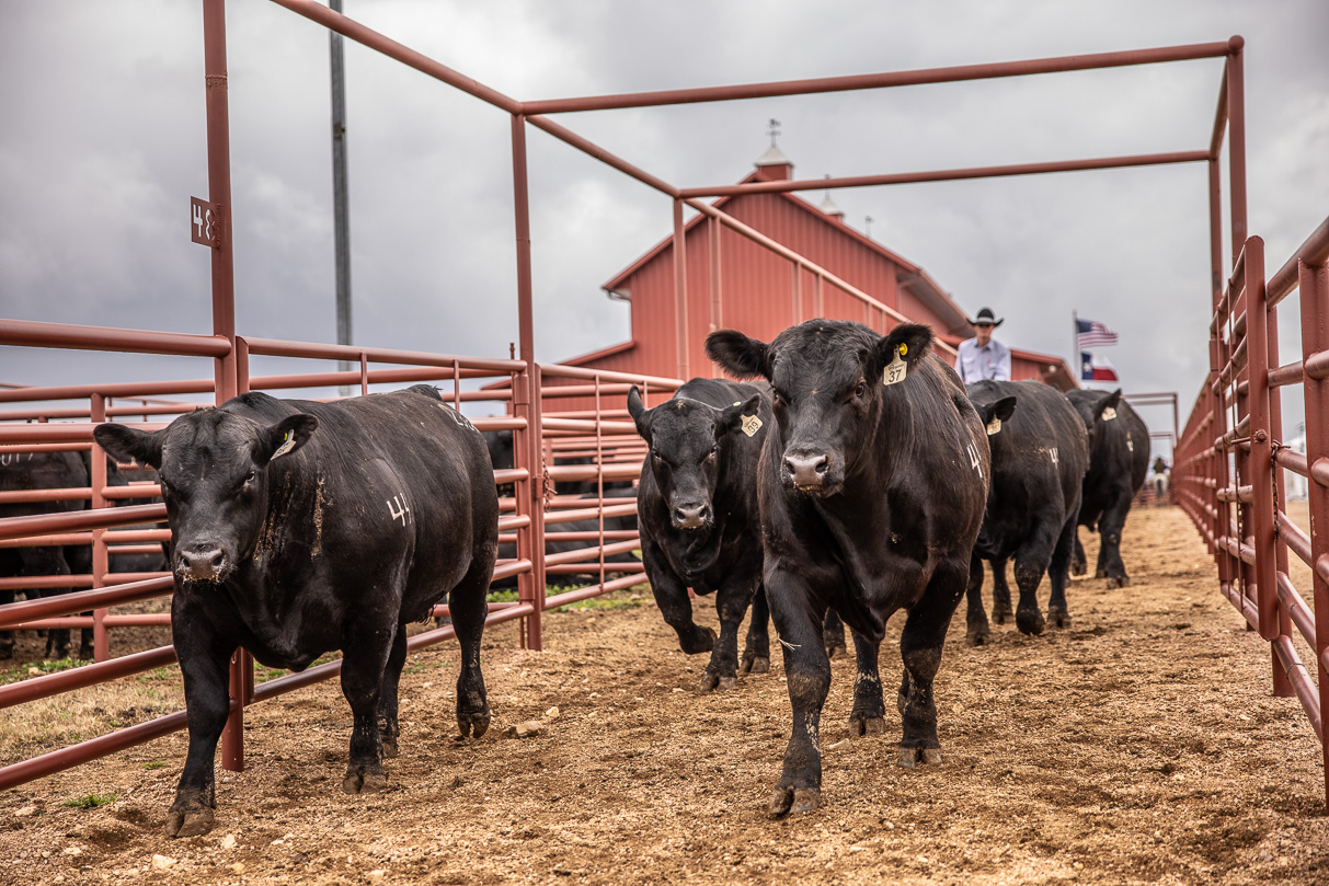 44Farms_Cameron_BullSale_Feb2021-517593