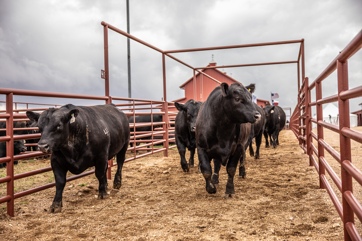 44Farms_Cameron_BullSale_Feb2021-517597