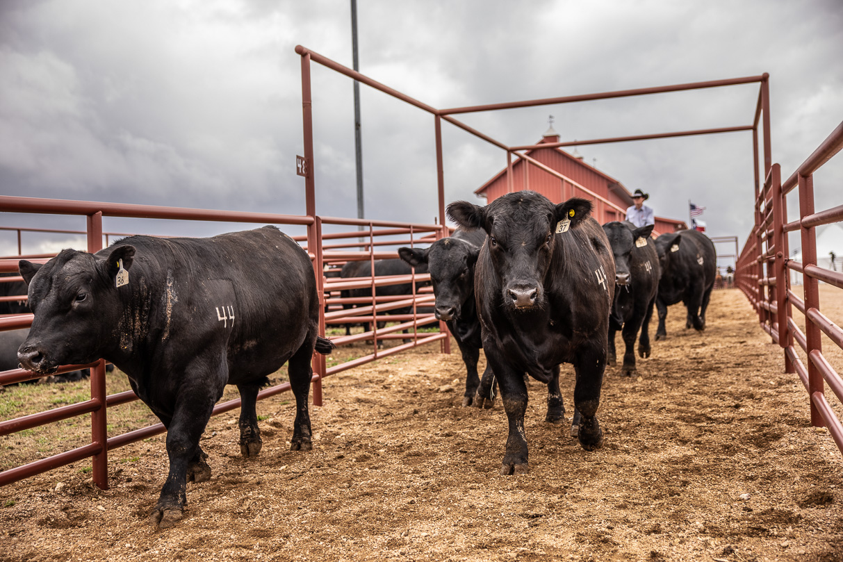 44Farms_Cameron_BullSale_Feb2021-517598