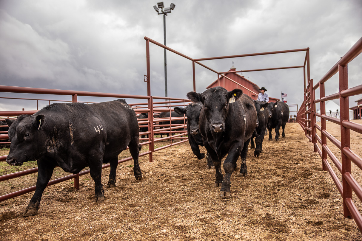 44Farms_Cameron_BullSale_Feb2021-517600