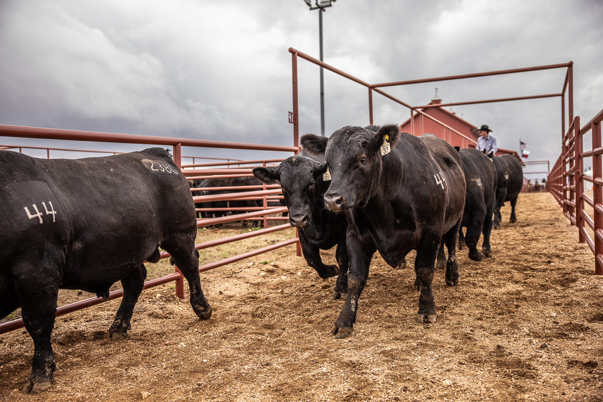 44Farms_Cameron_BullSale_Feb2021-517602