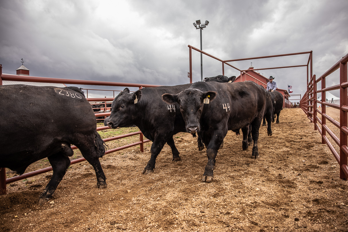 44Farms_Cameron_BullSale_Feb2021-517604